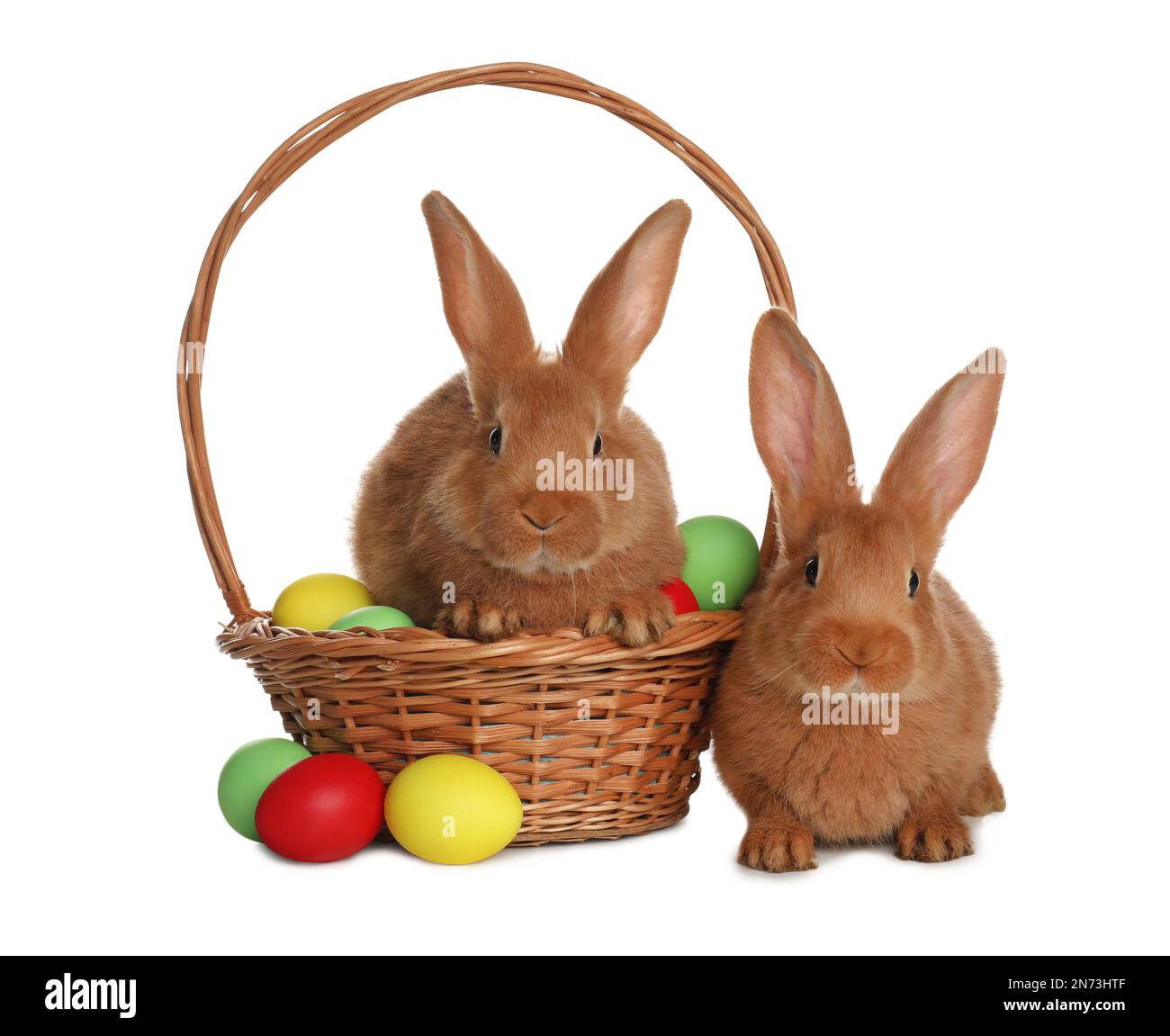 Adorable furry Easter bunnies and wicker basket with dyed eggs on white ...