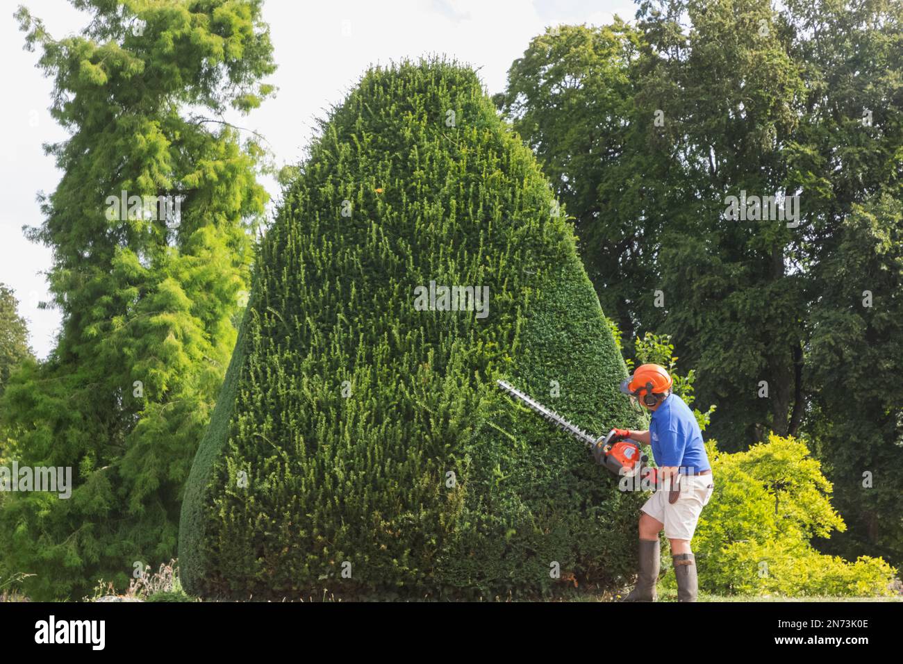 England, Dorset, Forde Abbey & Gardens, Gardener Trimming Topiary Stock