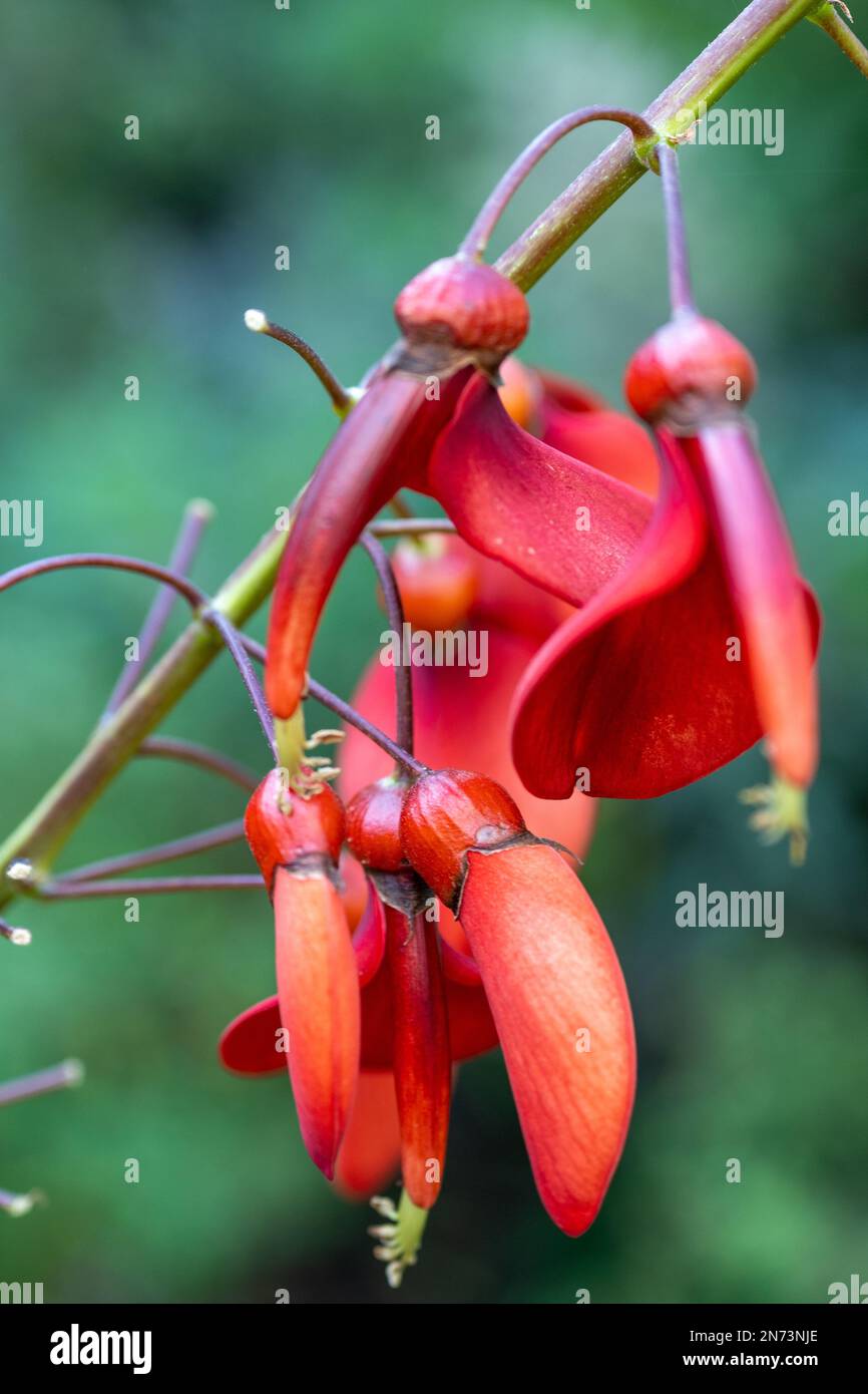 A closeup of beautiful Erythrina crista-galli in a garden with blurred background Stock Photo