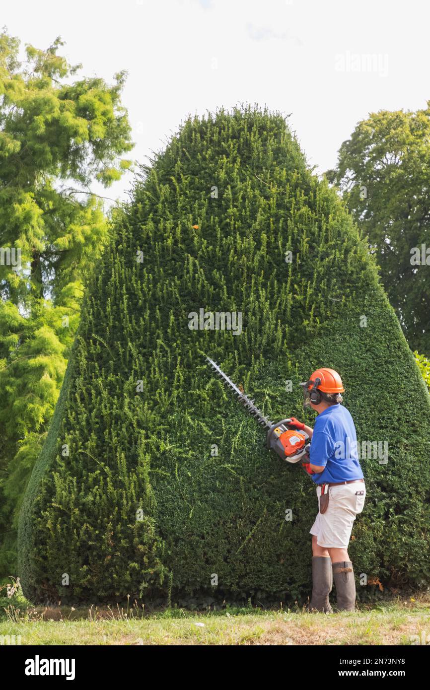 England, Dorset, Forde Abbey & Gardens, Gardener Trimming Topiary Stock