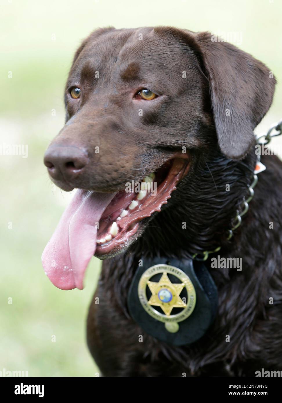 One of the Florida Fish and Wildlife Conservation Commission's lobster