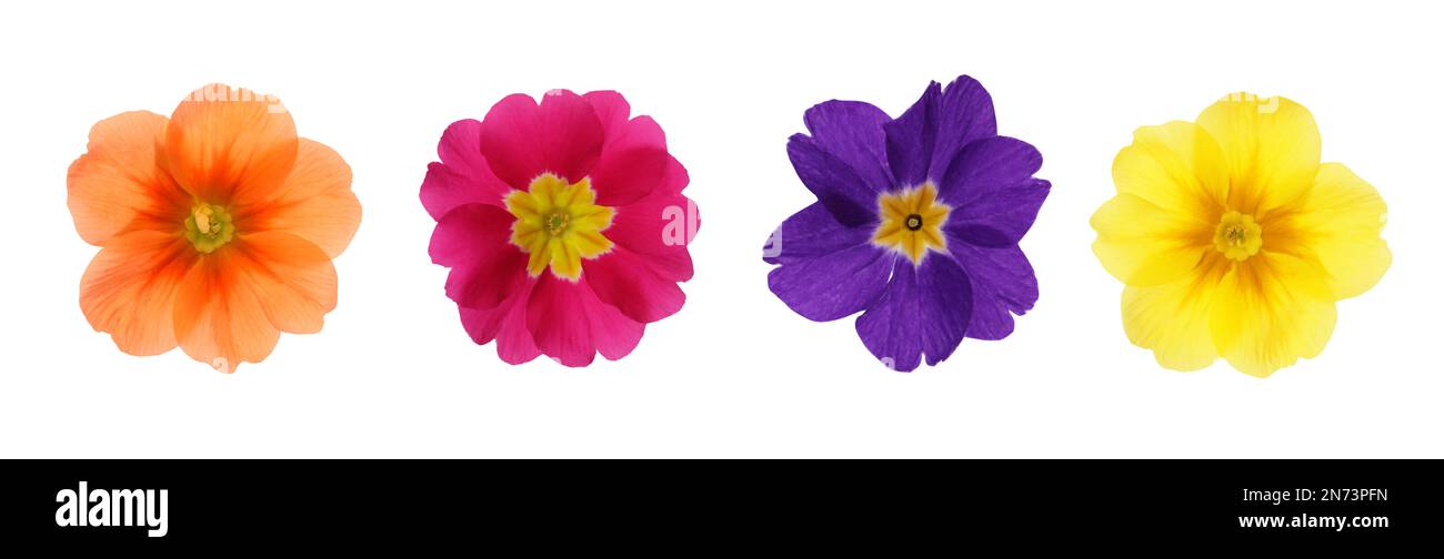 Set with different beautiful primula (primrose) flowers on white background, banner design. Spring blossom Stock Photo