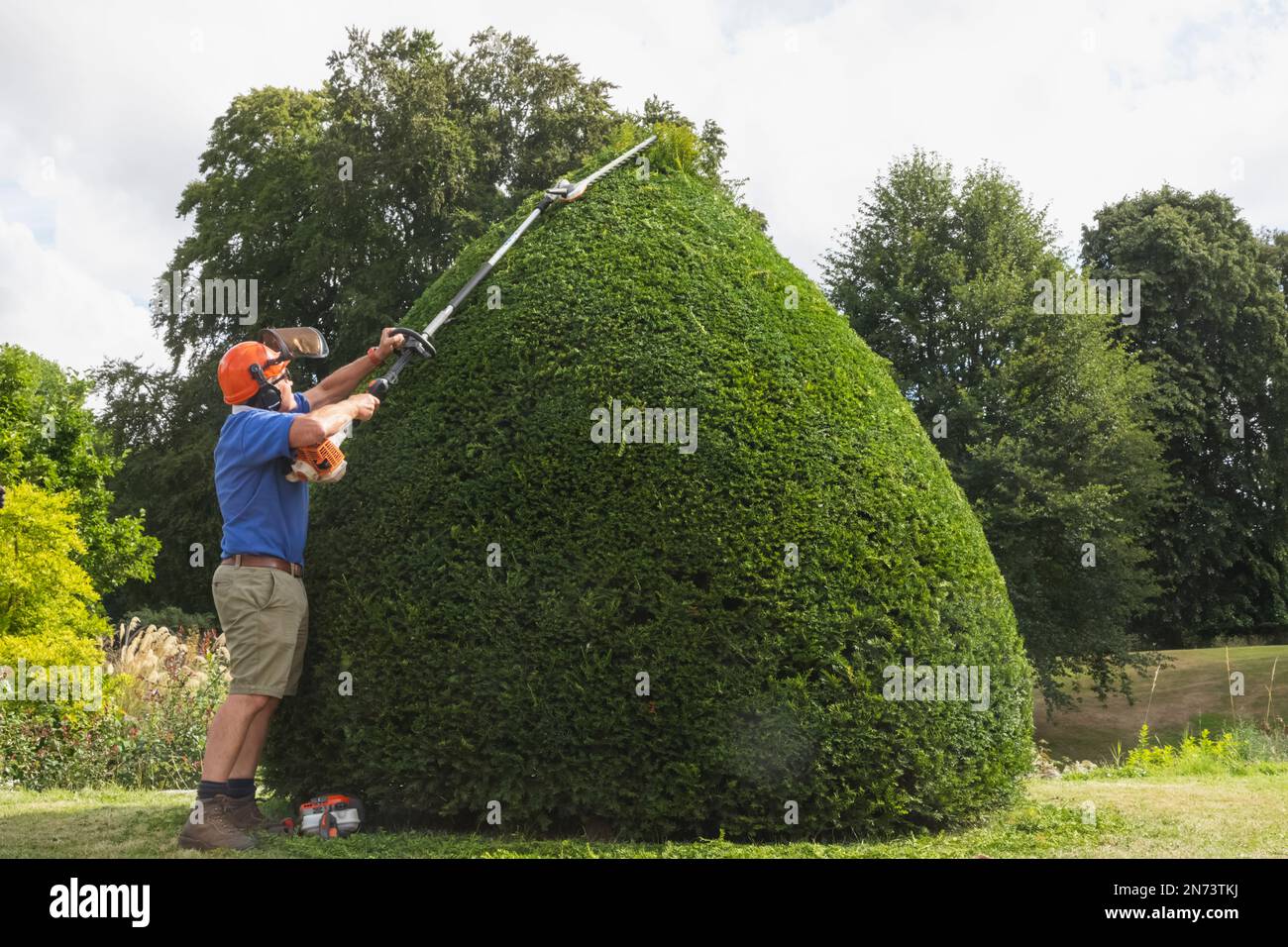 England, Dorset, Forde Abbey & Gardens, Gardener Trimming Topiary Stock
