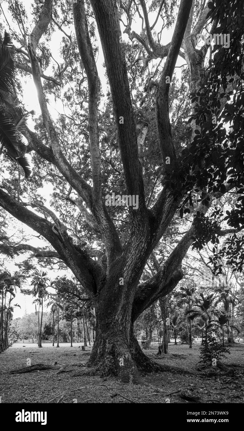 Panorama Shot of a Tree at Sir Seewoosagur Ramgoolam Botanical Garden, Mauritius Island, Africa Stock Photo