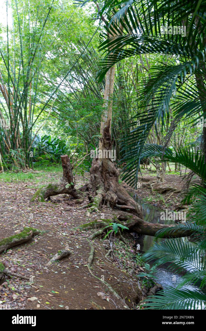 The Trees at Sir Seewoosagur Ramgoolam Botanical Garden, Mauritius Island, Africa Stock Photo