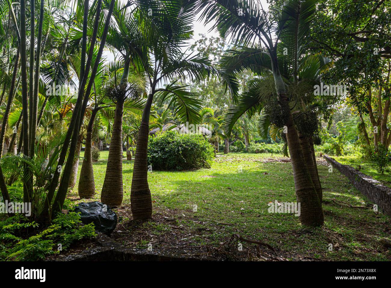 The Trees at Sir Seewoosagur Ramgoolam Botanical Garden, Mauritius Island, Africa Stock Photo