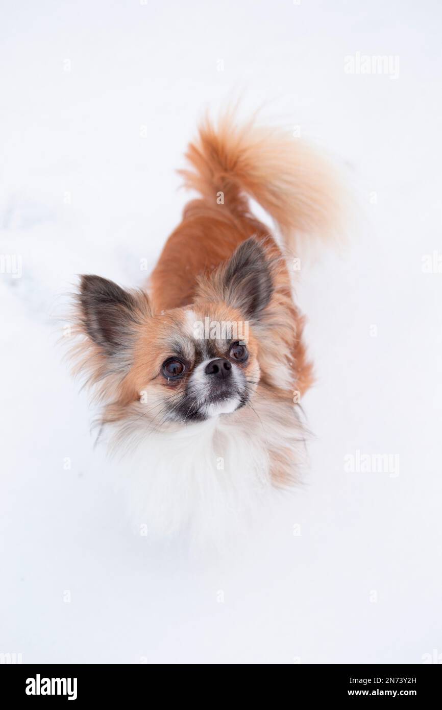 Longhaired Chihuahua, standing in the white snow, winter scene Stock Photo