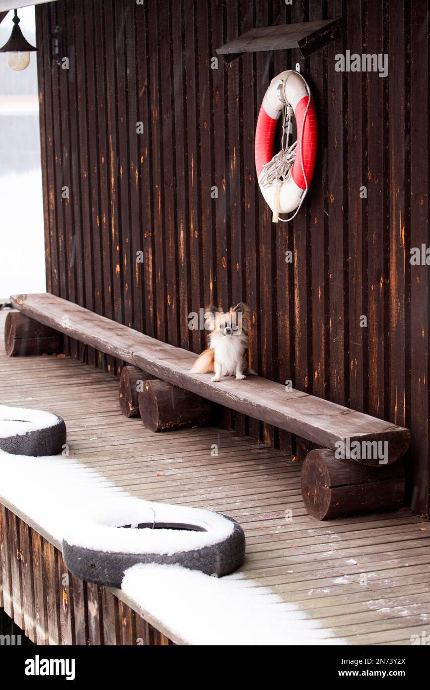 Chihuahua, longhaired, sitting on a bench, outside, winter Stock Photo