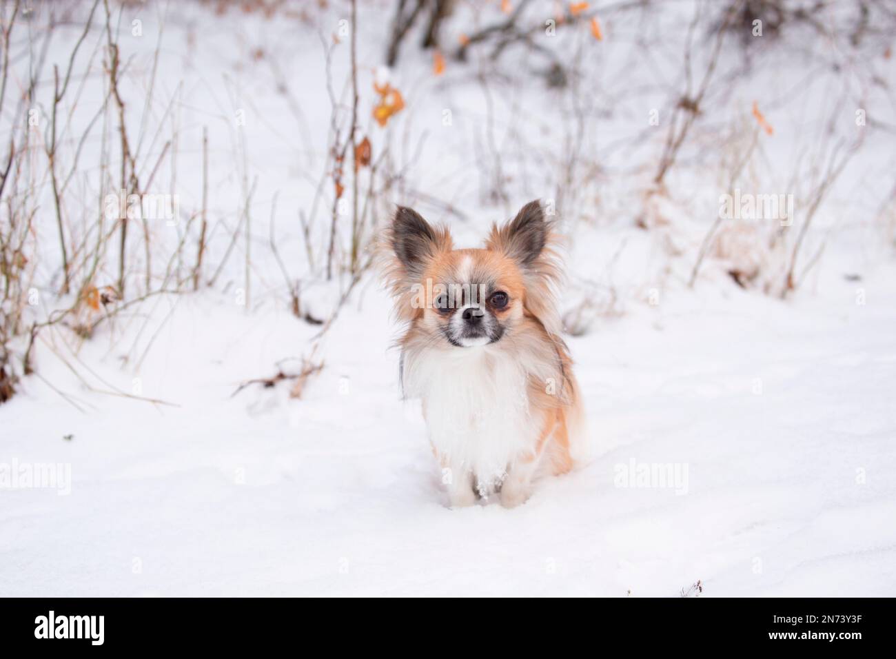 Chihuahua, longhaired, sitting in the white snow, winter scene Stock Photo
