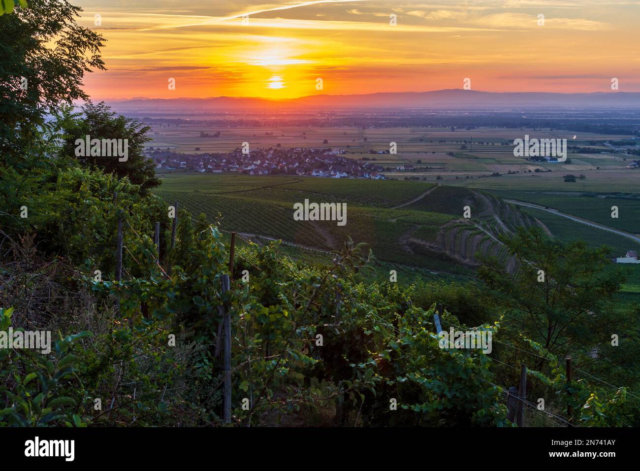 Bergholtz (Bergholz), view to village Bergholtz and Rhine Valley at sunrise, vineyard in Alsace