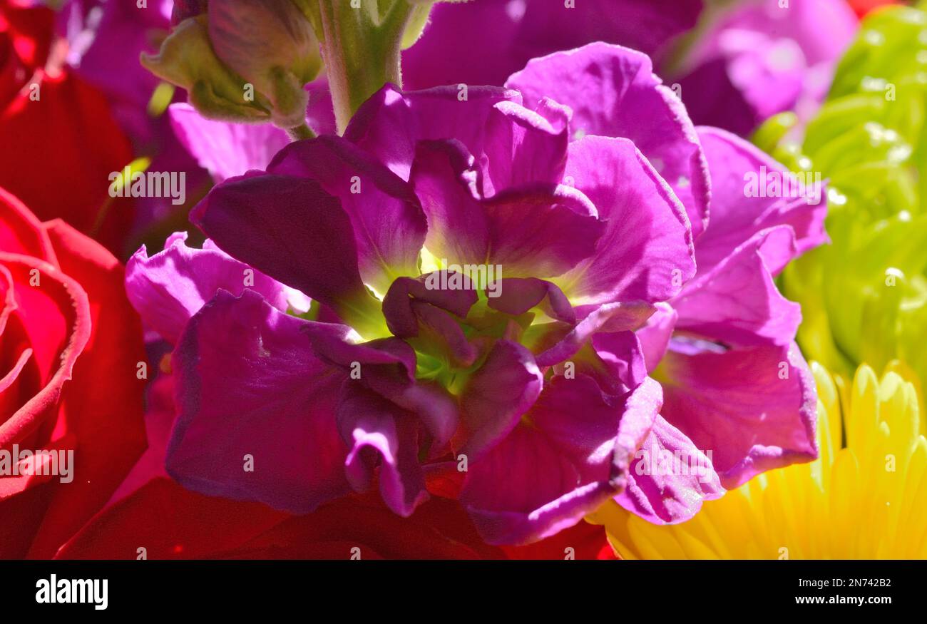 Closeup of a Single Purple Stock Flower (Matthiola incana) with Light Green Center Stock Photo