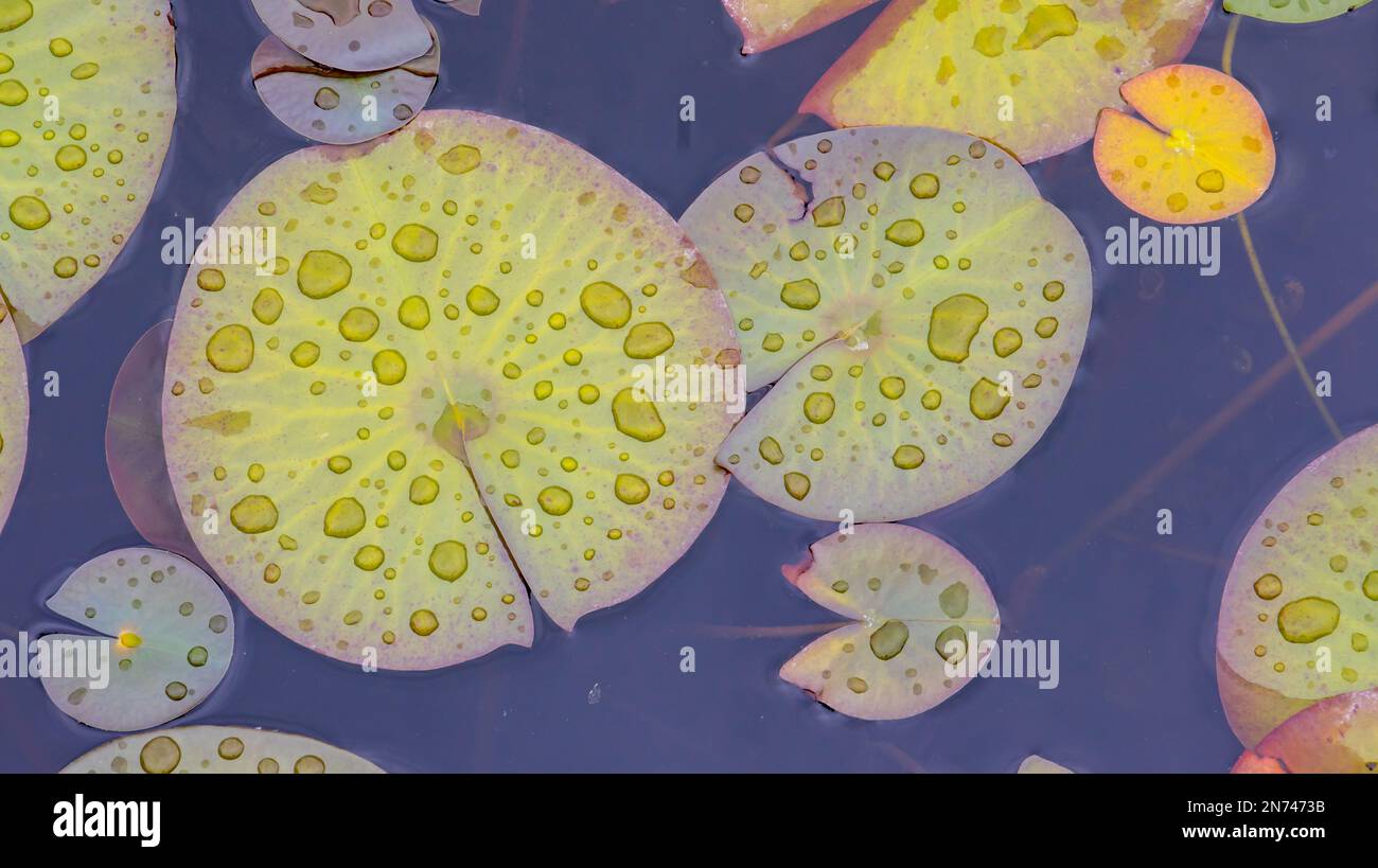 Lily Pads in a Garden Pond during a Spring Rain Water Lilies Green, Yellow , Coloring Leaves Lilly Leaf Floating Aquatic Nature Landscape Background Stock Photo