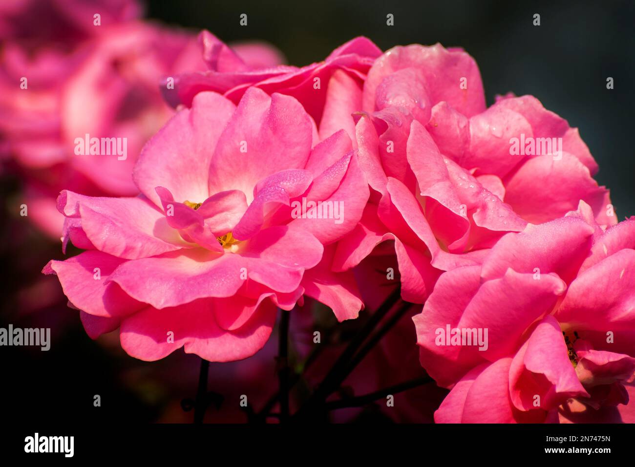 Pink rose, flower of the woody perennial flowering plant, genus Rosa , family Rosaceae. There are over three hundred species and many subspecies Stock Photo