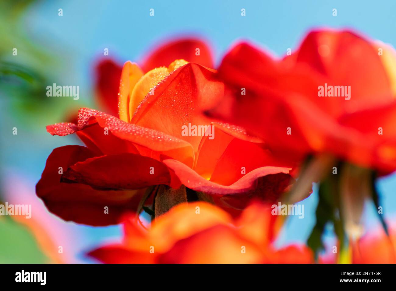 Orange rose,flower of the woody perennial flowering plant, genus Rosa , family Rosaceae. There are over three hundred species and many subspecies. Stock Photo