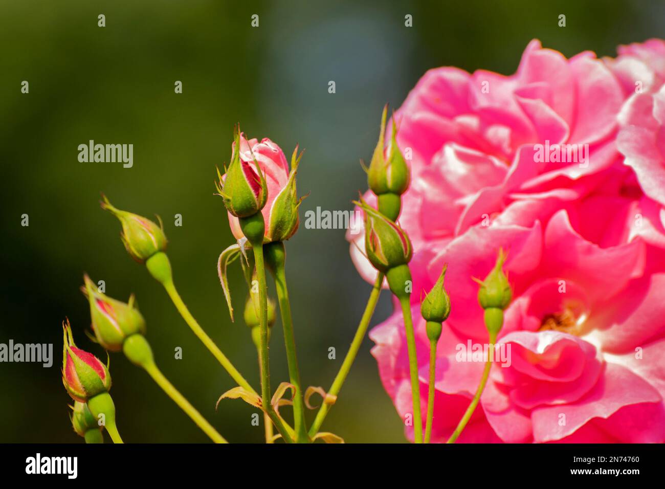 Buds of rose,flower of the woody perennial flowering plant, genus Rosa , family Rosaceae. There are over three hundred species and many subspecies. Stock Photo