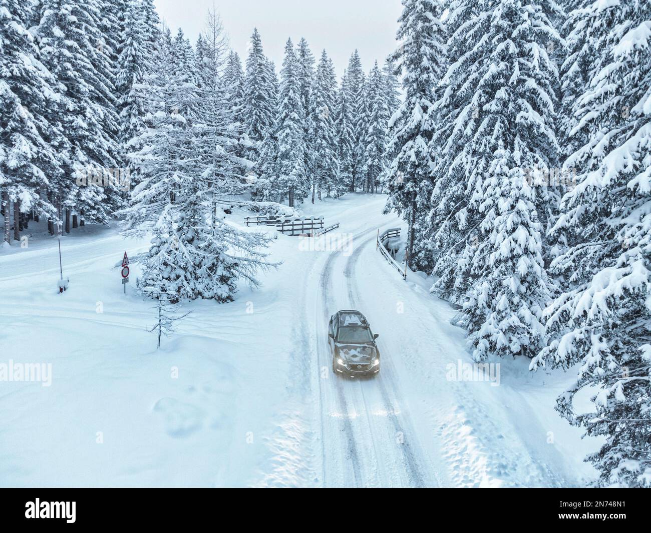 Italy, Veneto, Belluno, crossover car in winter on a snowy road through a fir forest, Dolomites Stock Photo