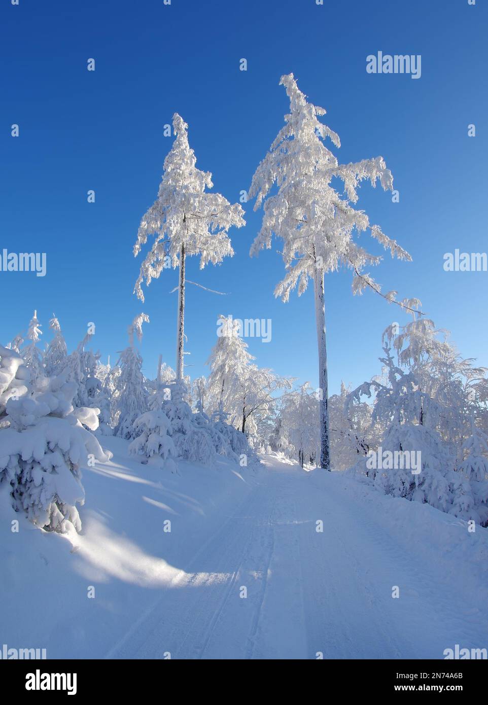 Winter forest landscape. Alley trees, winter trees Stock Photo - Alamy