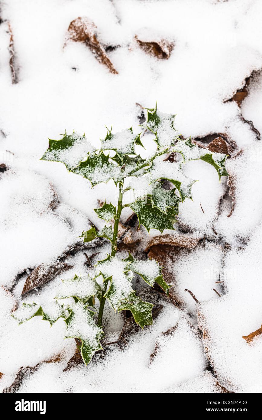 holly-buckthorn-ilex-aquifolium-hi-res-stock-photography-and-images-alamy