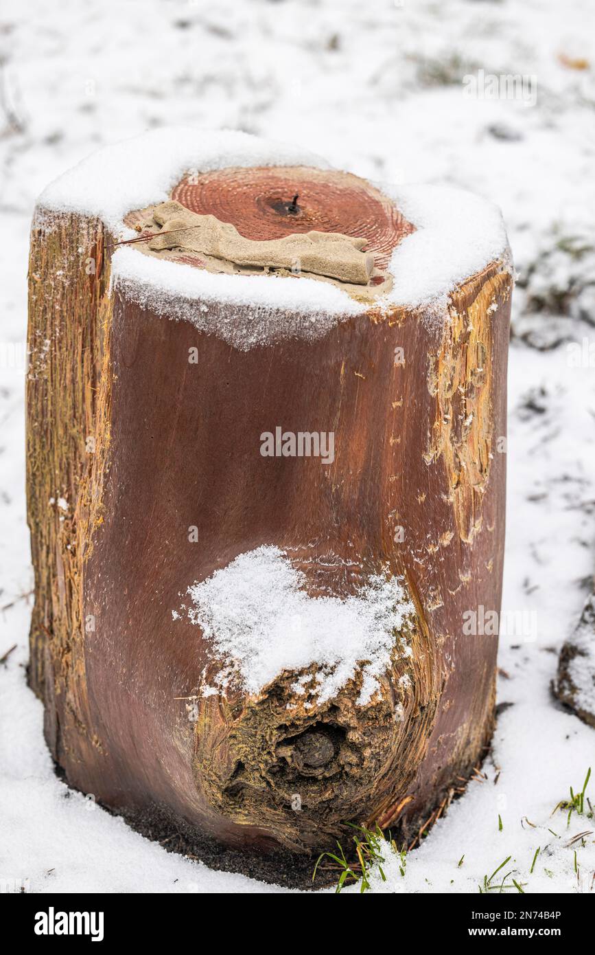 Wildlife salt lick, log, forest, winter Stock Photo Alamy