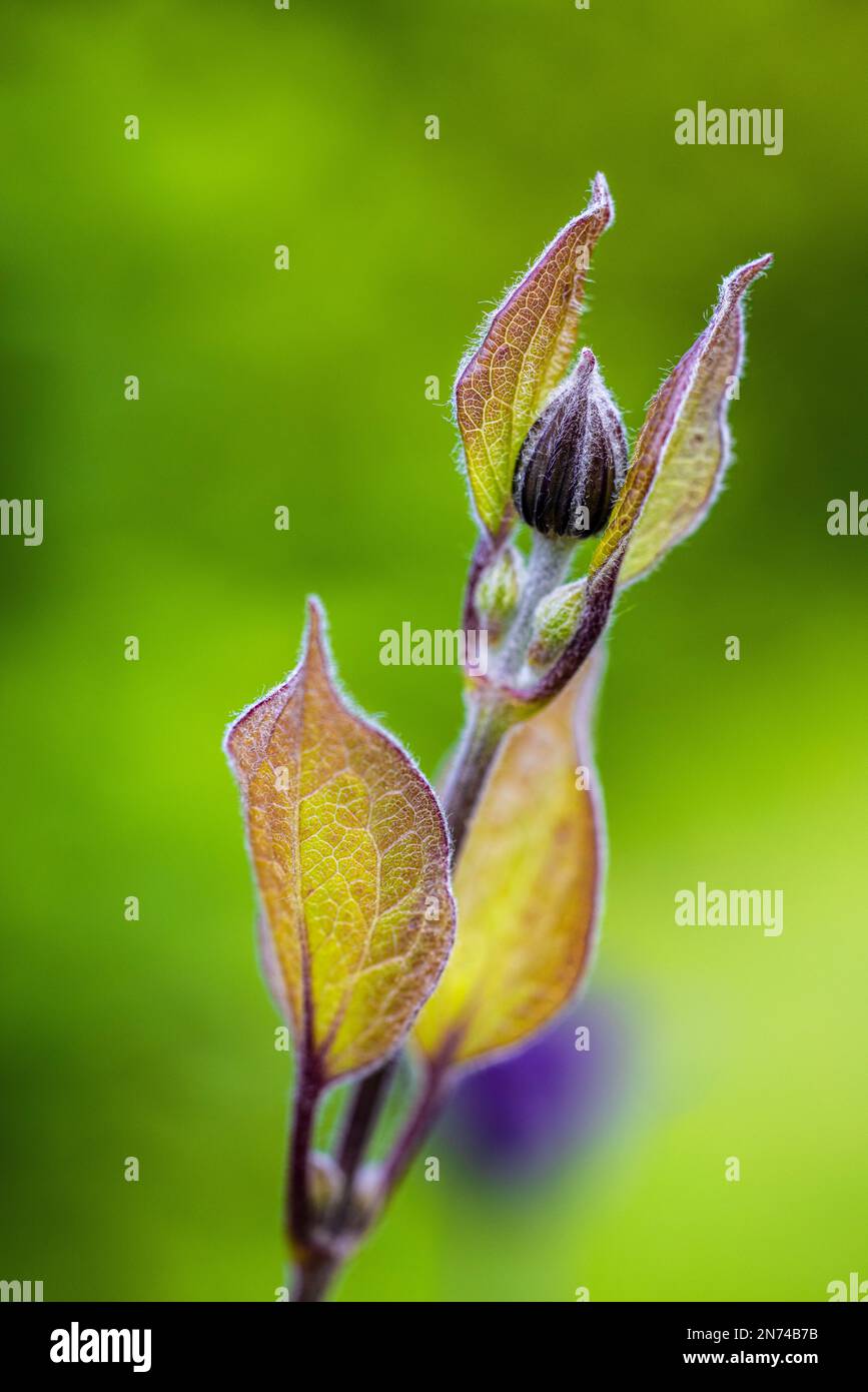 Clematis, leaf sprout, bud Stock Photo
