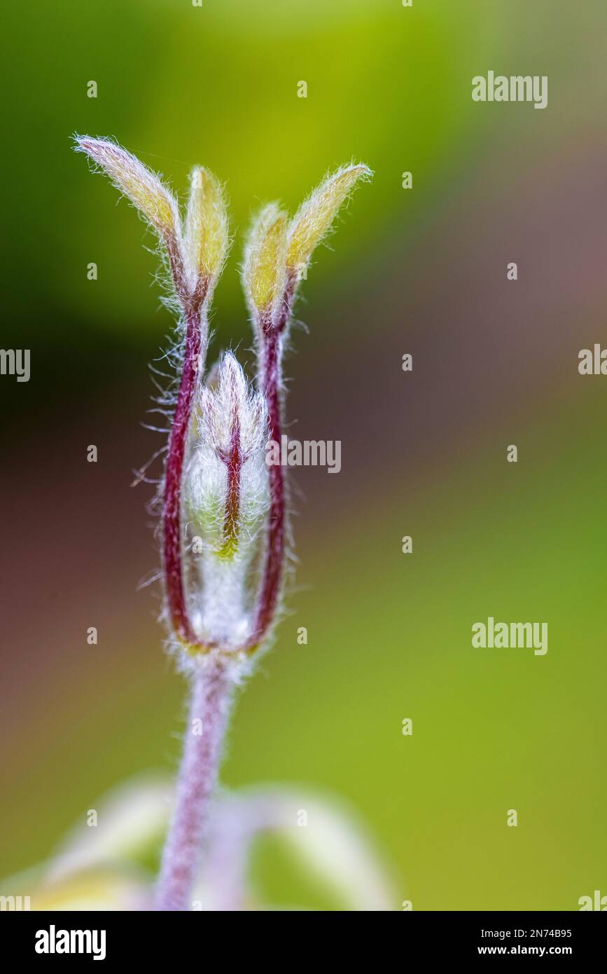 Clematis, leaf sprout, bud Stock Photo - Alamy