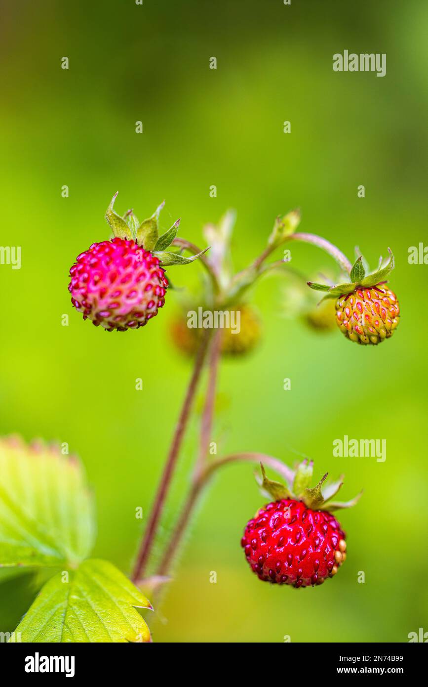 Natural background with big red ripe wild strawberries Stock Photo - Alamy