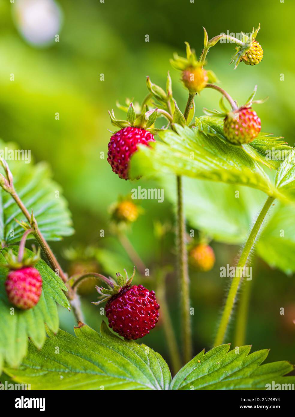 Natural background with big red ripe wild strawberries Stock Photo - Alamy