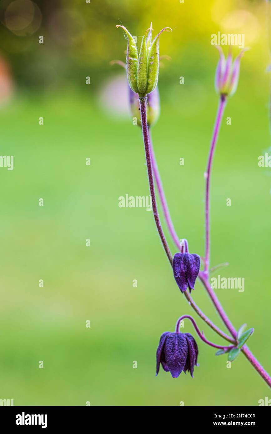 Aquilegia Vulgaris hybrid, 'Black Barlow' columbine, bud, close up Stock Photo