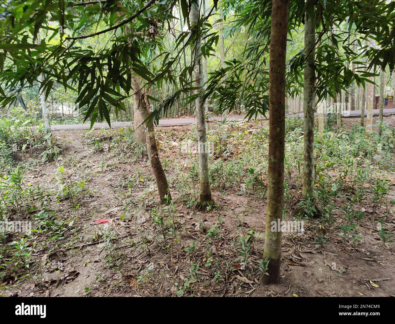 Village nature trees in Bangladesh. Nature background Stock Photo Alamy