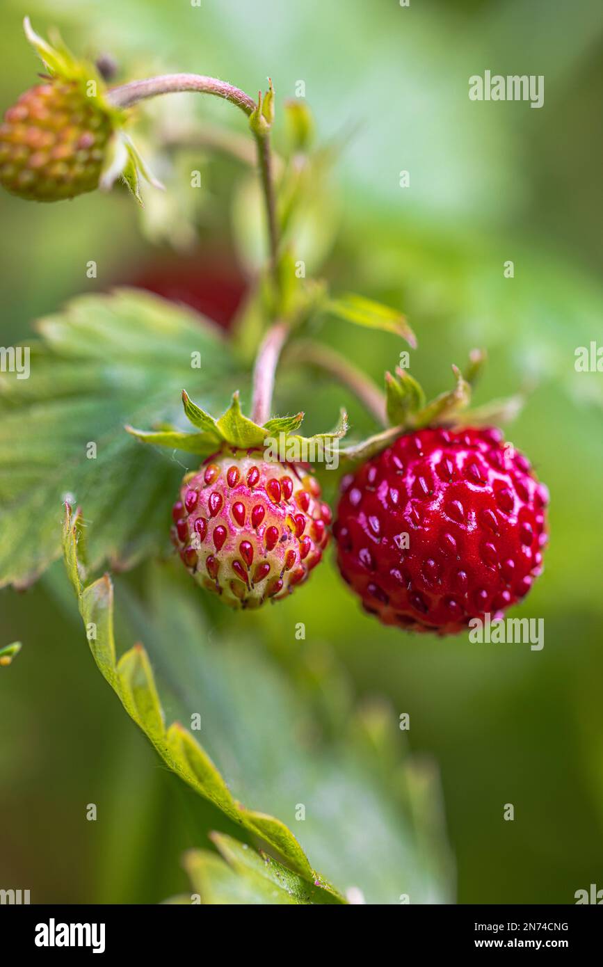 Natural background with big red ripe wild strawberries Stock Photo - Alamy