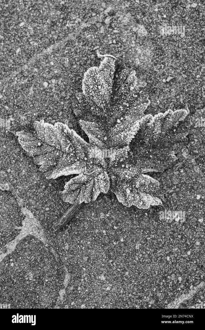Autumn maple leaf (Acer) on paving stones, background image, black and white Stock Photo