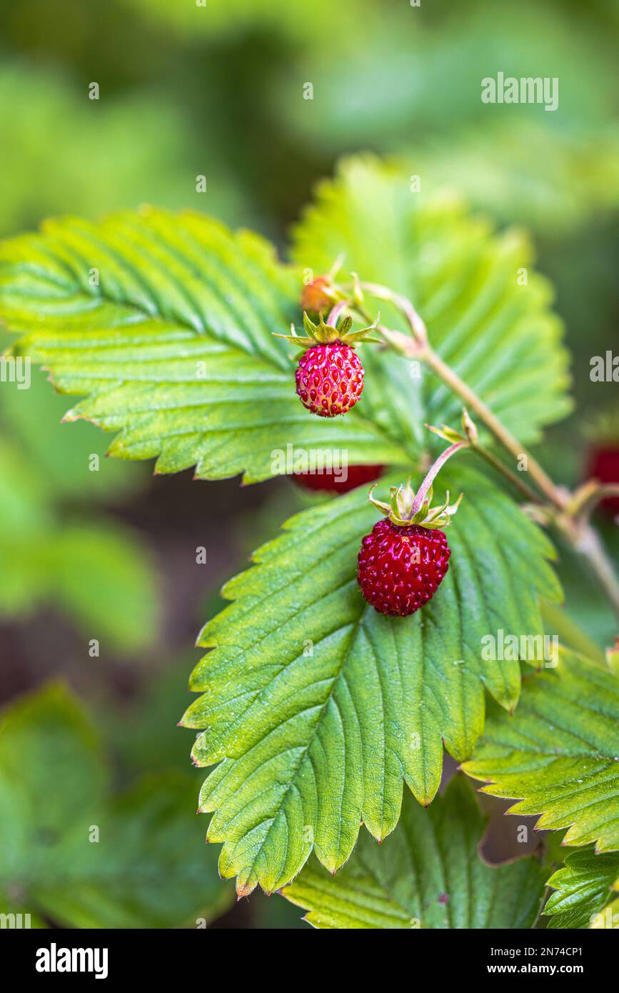 Natural background with big red ripe wild strawberries hi-res stock ...