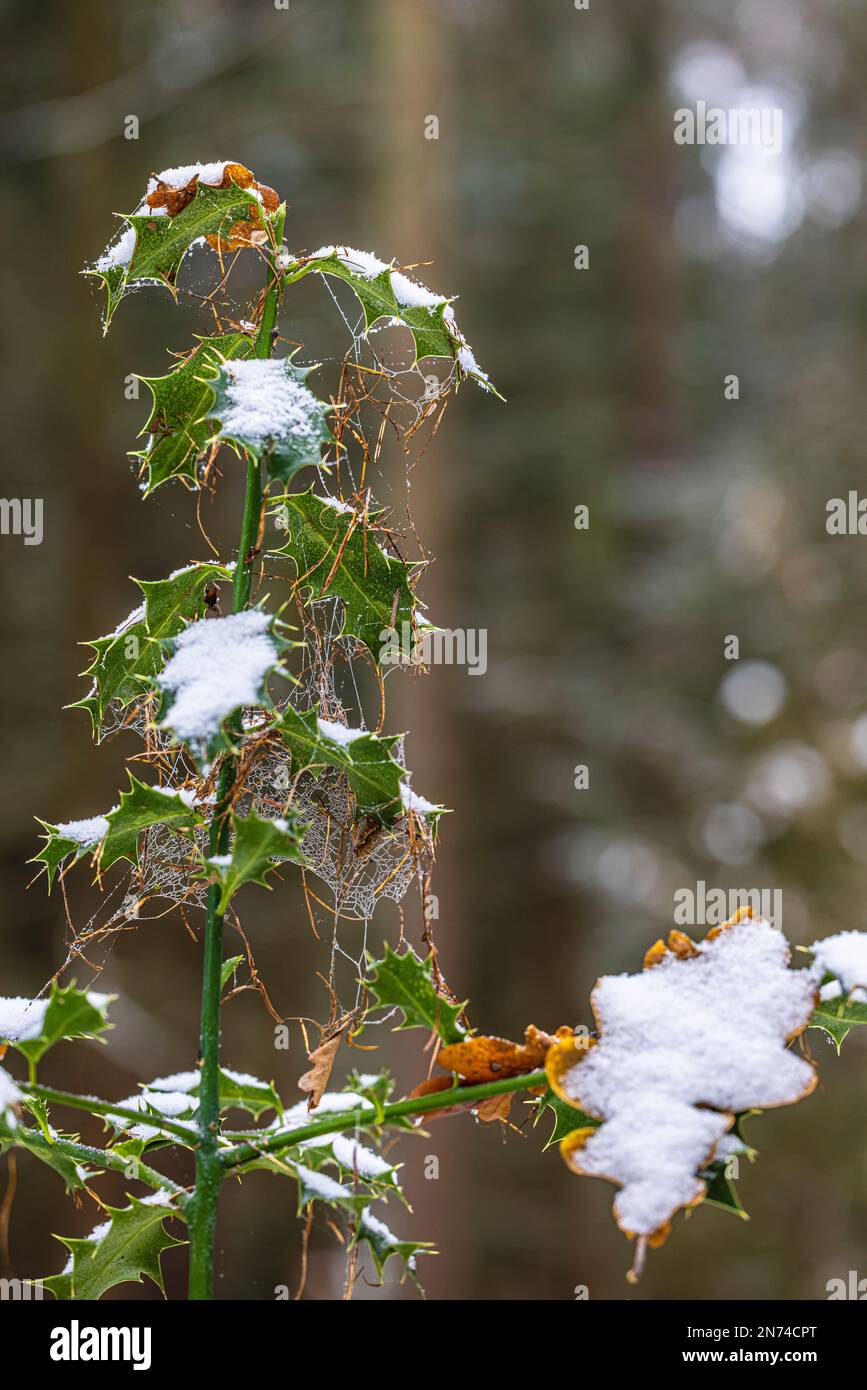 Holly / buckthorn (Ilex aquifolium), leaves, snowy, oak leaf, spider web Stock Photo