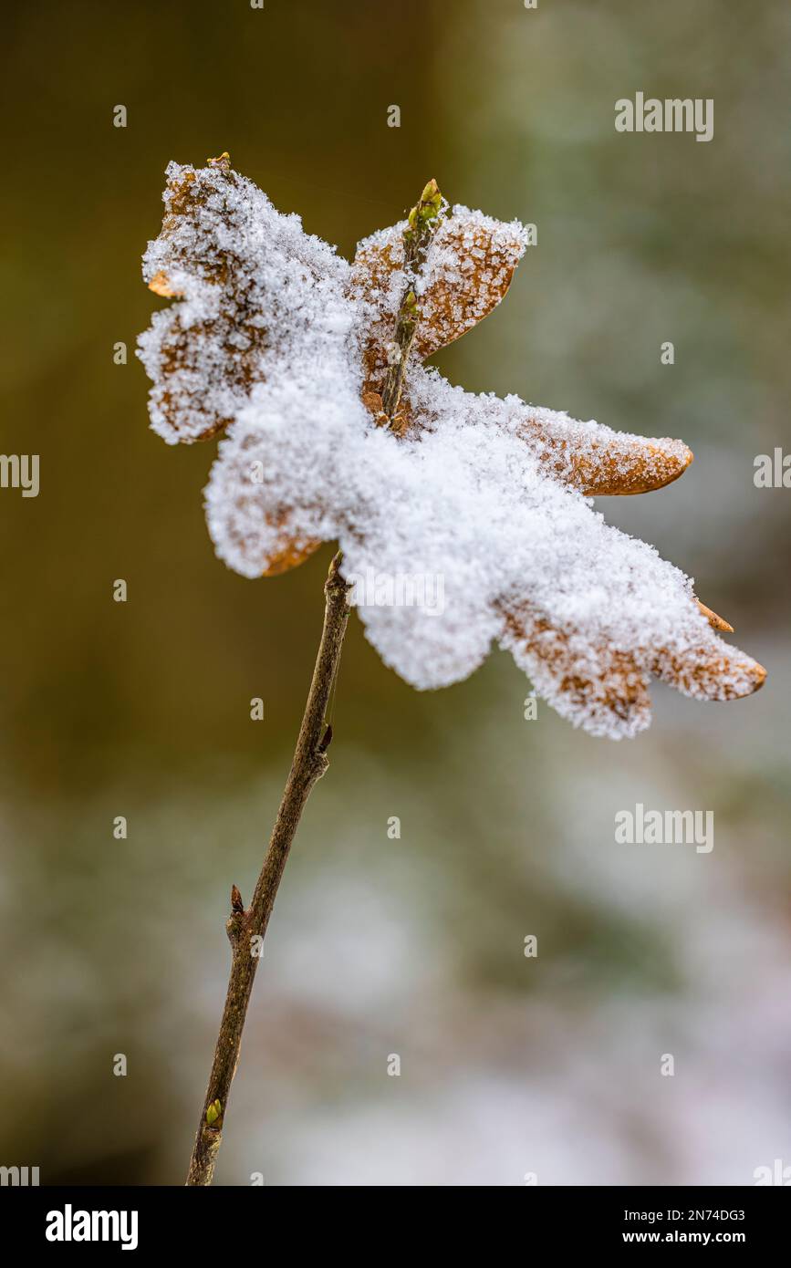 dried oak leaf in winter impaled on a branch, snow covered Stock Photo