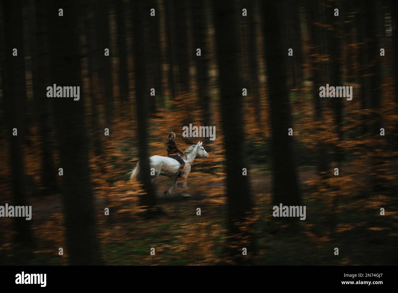 Woman on white horse in forest, without saddle Stock Photo