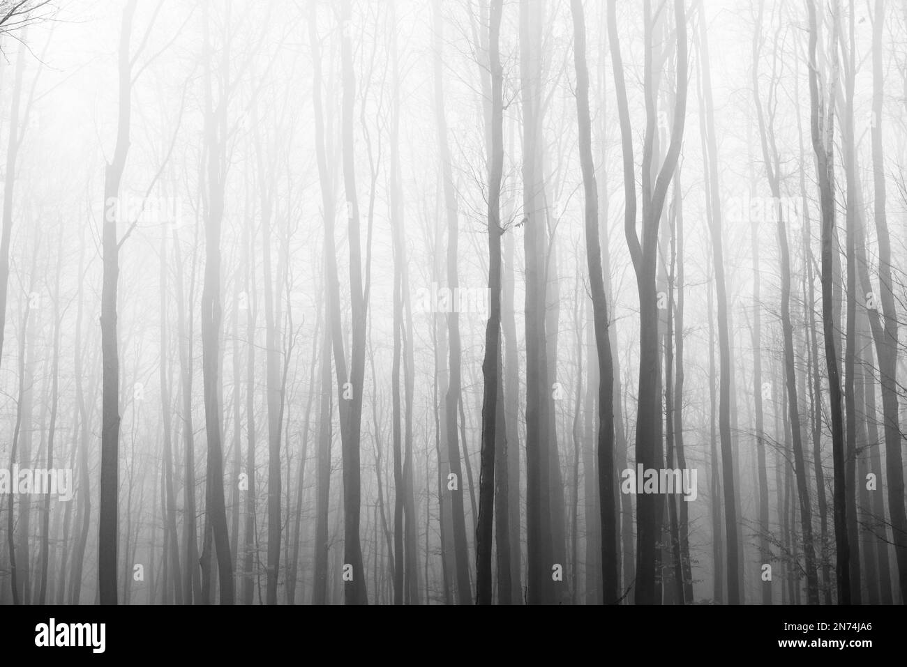 Trees in fog, black and white picture Stock Photo