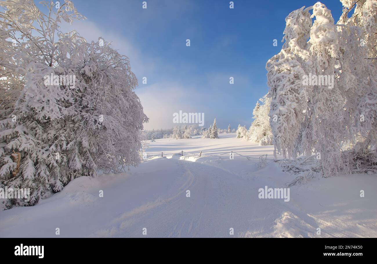 Winter forest landscape. Alley trees, winter trees Stock Photo - Alamy