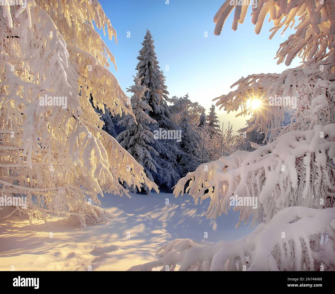 Winter forest landscape. Alley trees, winter trees Stock Photo - Alamy