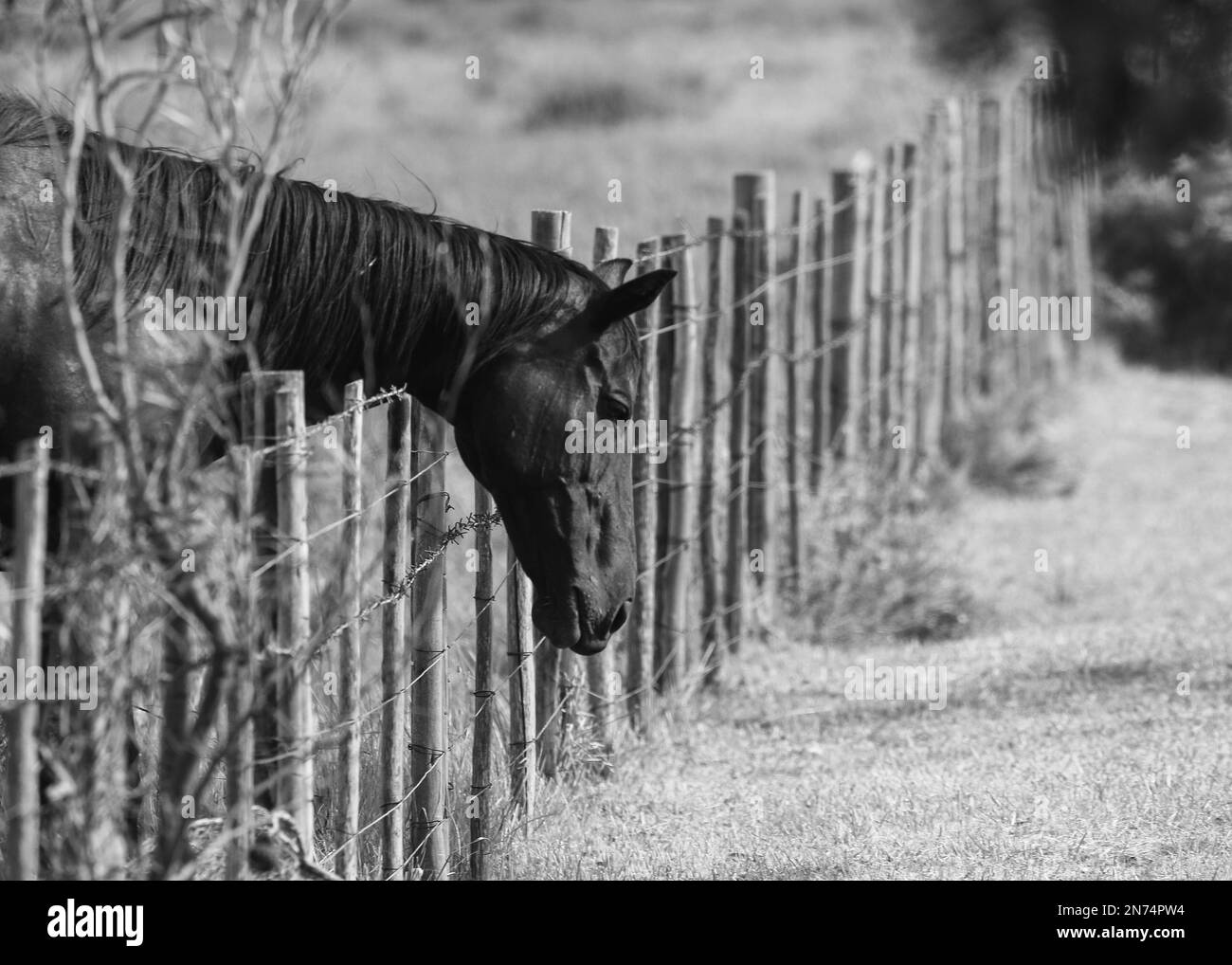 Old horse with one eye missing Stock Photo Alamy