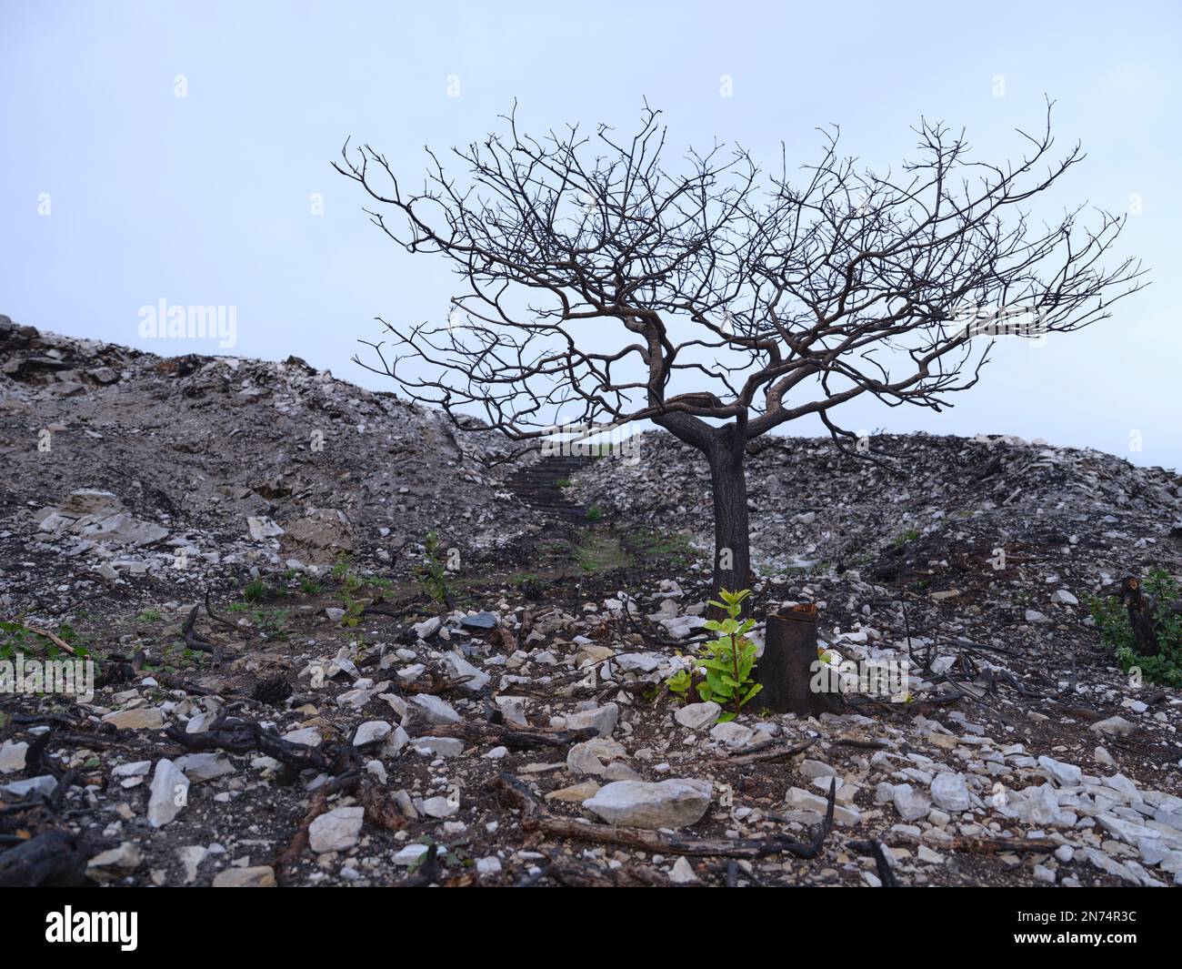 First budding after the devastating fire caused by arson - Brittany, France Stock Photo