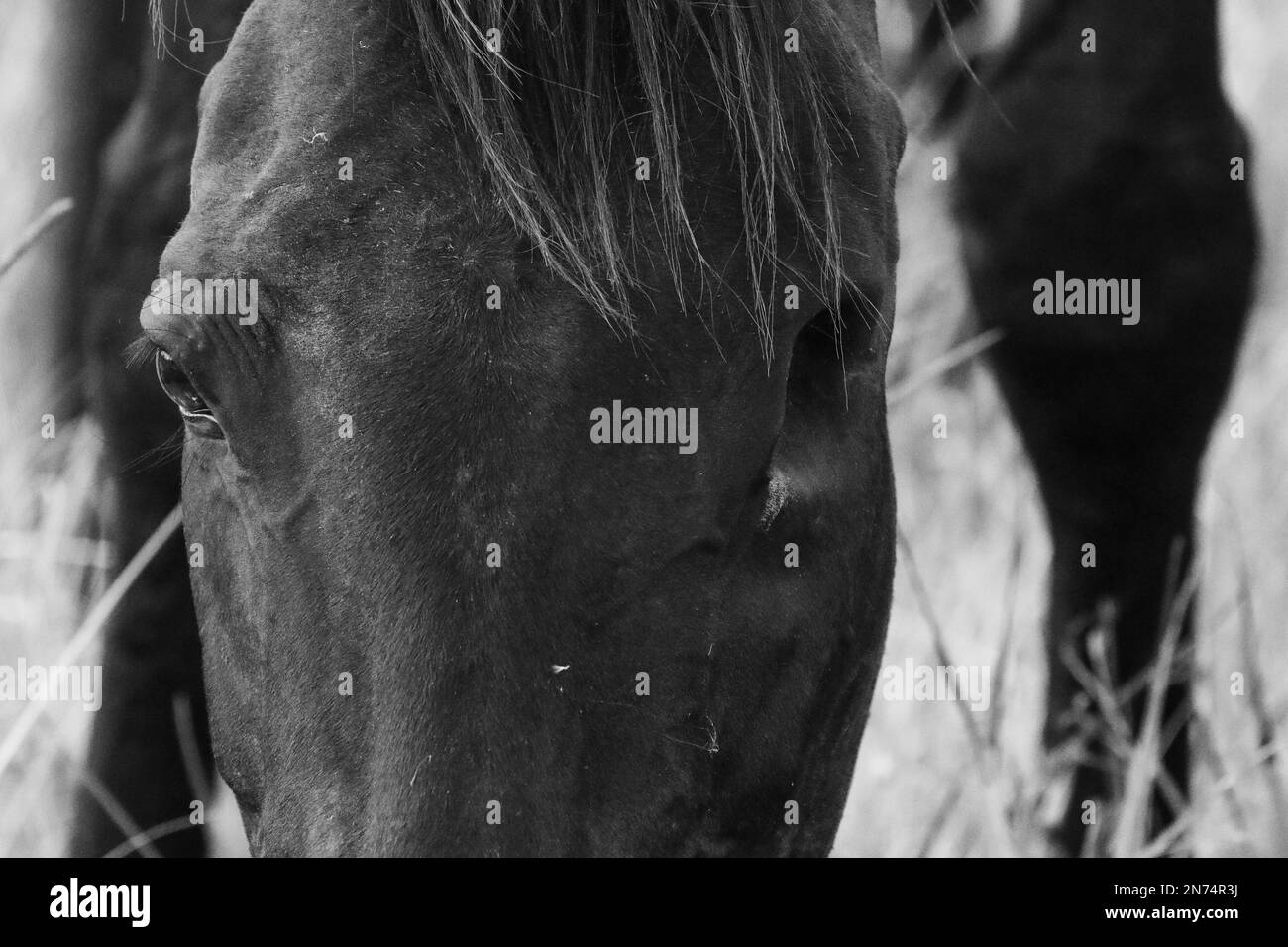 Old horse with one eye missing. Stock Photo