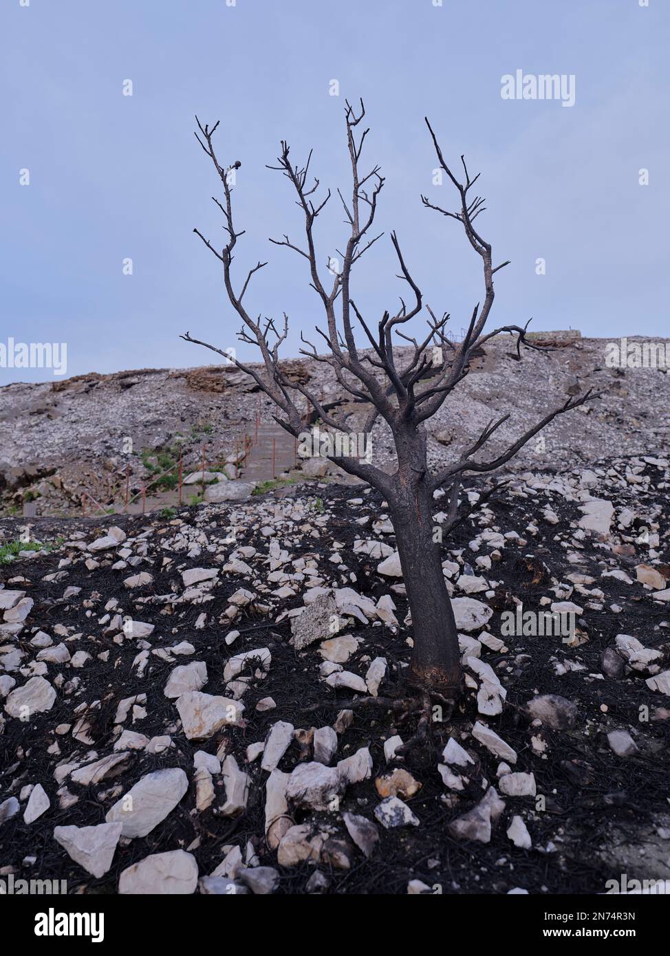 Apple tree destroyed by arson on Les Monts D'Arrée - Brittany, France Stock Photo