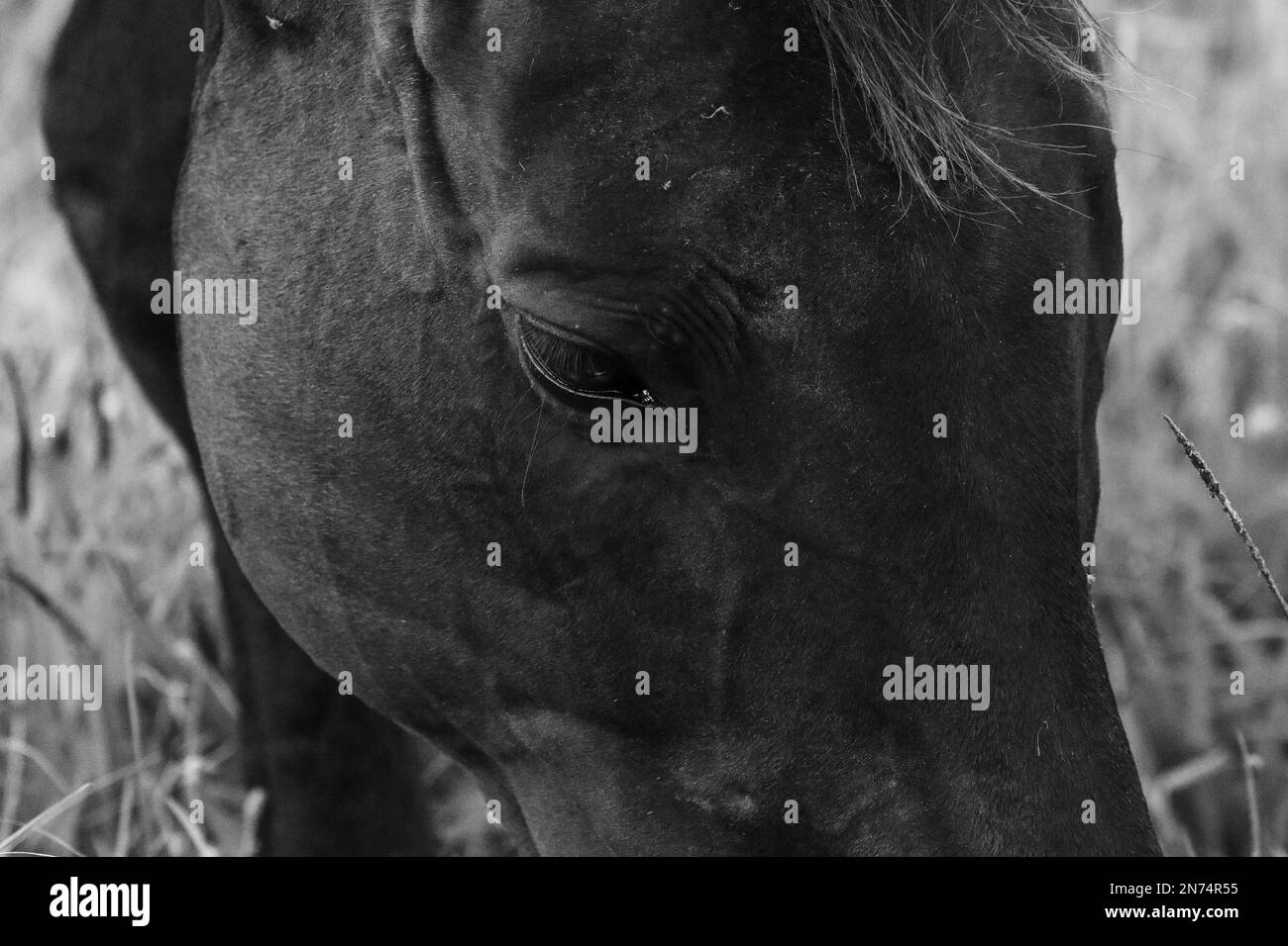 Old horse with one eye missing. Stock Photo