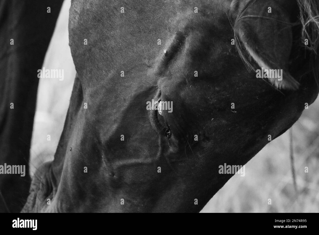 Old horse with one eye missing Stock Photo Alamy