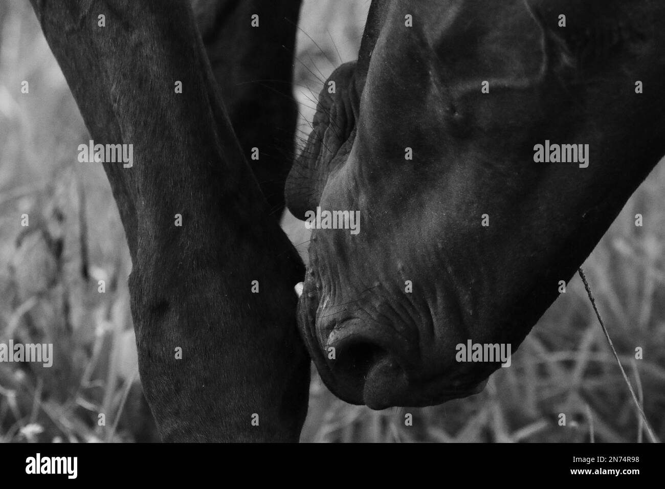 Old horse with one eye missing Stock Photo Alamy
