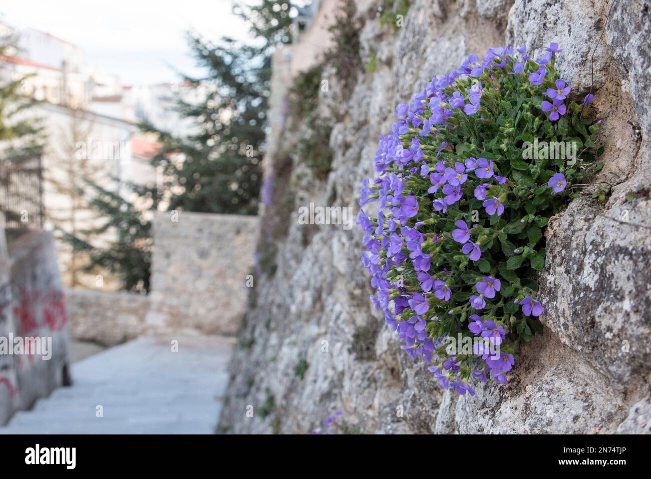 Purple rock cress on an antique wall in Monte Sant Angelo in Gargano, Southern Italy Stock Photo