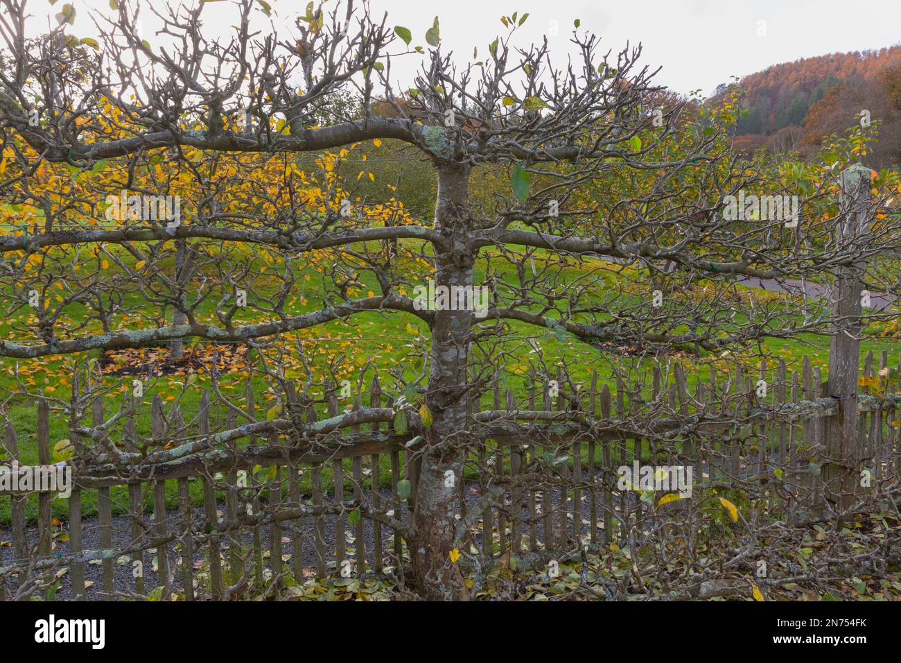 Apple tree with branches trained in the espalier way of growing for