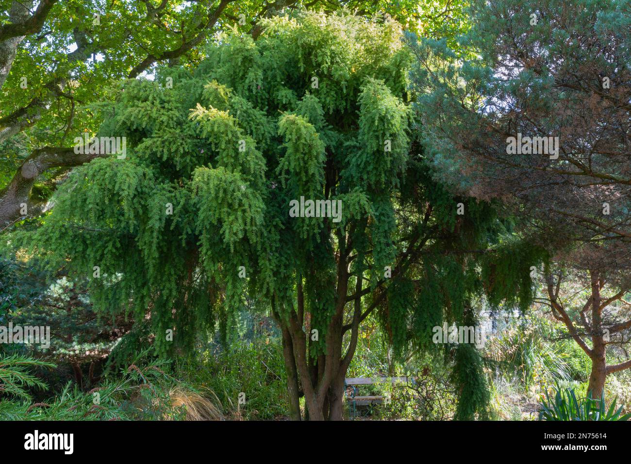 Podocarpus totara pendulus, the evergreen weeping totara tree Stock Photo
