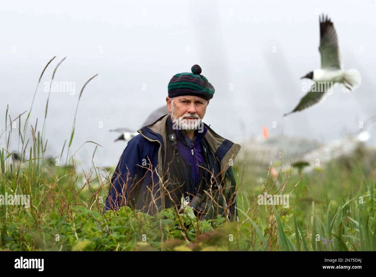 In this July 3, 2013, photo, Dr. Steve Kress walks through tall ...