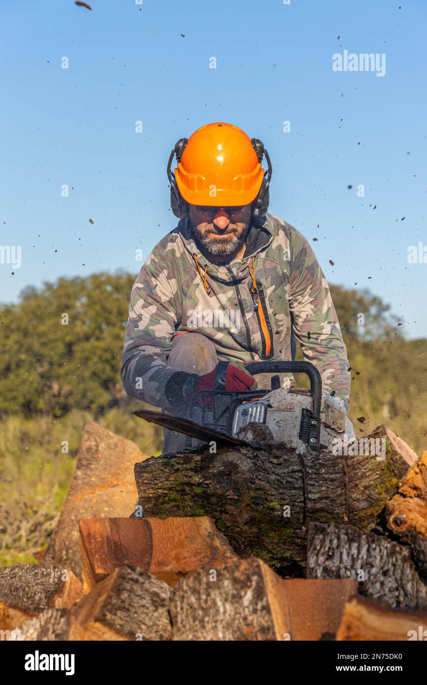 image of a man facing the camera with a beard, orange helmet and protective gear, cutting firewood with his chainsaw to collect it for the winter Stock Photo